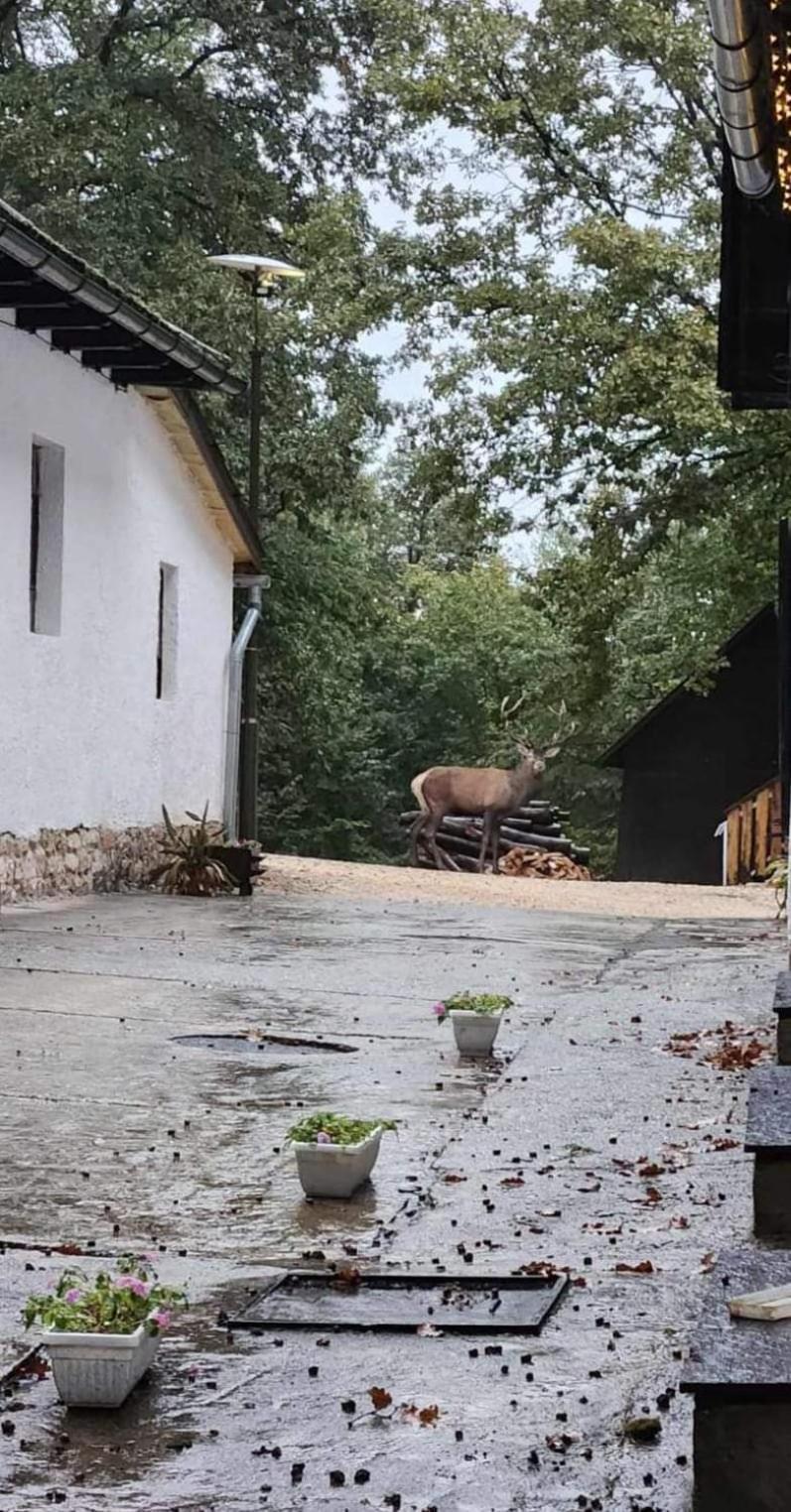 Déjá Vu Szállás&Rendezvény Zirc Exterior foto
